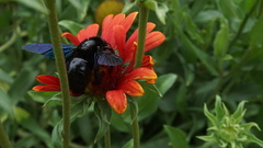 Xylocopa violacea