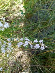 Astragalus austriacus