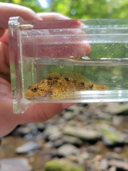 Cottus caeruleomentum