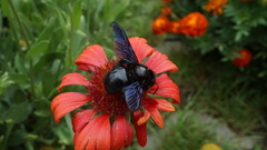 Xylocopa violacea