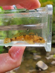 Cottus caeruleomentum