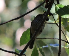 Acanthiza pusilla
