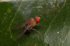 Drosophilidae