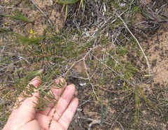 Asparagus lignosus