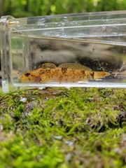 Cottus caeruleomentum