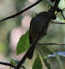 Acanthiza pusilla