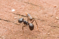Aleocharinae