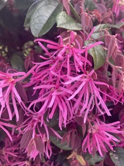 Loropetalum