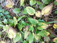 Maianthemum bifolium