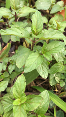 Mentha × piperita