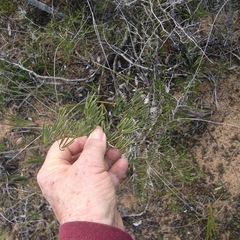 Asparagus lignosus