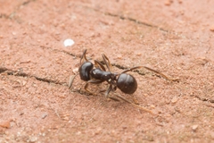 Aleocharinae