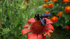 Xylocopa violacea