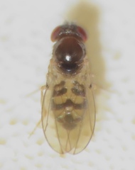 Mycodrosophila