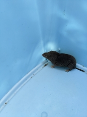 Blarina brevicauda
