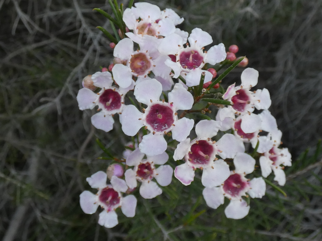 Chamelaucium uncinatum — an easy houseplant, prefers full sun light