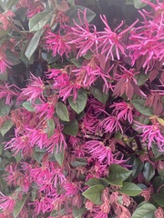 Loropetalum
