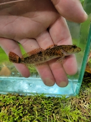 Cottus caeruleomentum