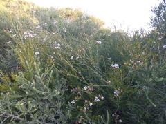 Chamelaucium uncinatum