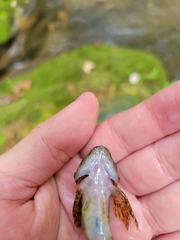 Cottus caeruleomentum