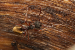 Dolichoderus extensispinus