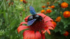 Xylocopa violacea