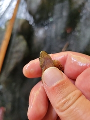 Cottus caeruleomentum