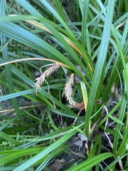 Carex vesicaria