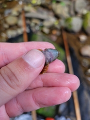 Cottus caeruleomentum