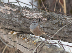 Emberiza godlewskii