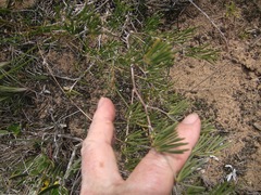 Asparagus lignosus