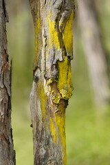 Chrysothrix candelaris