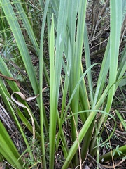 Carex vesicaria