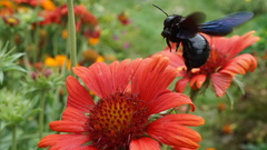 Xylocopa violacea