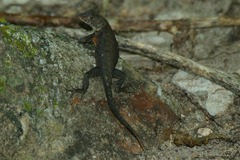 Sceloporus nelsoni