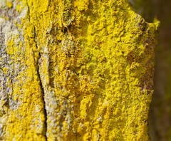 Chrysothrix candelaris