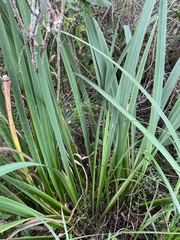 Carex vesicaria