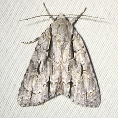 Acronicta lobeliae