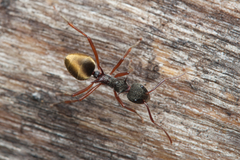 Dolichoderus extensispinus