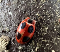 Endomychus coccineus