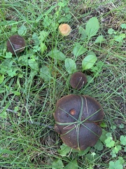 Boletus subvelutipes