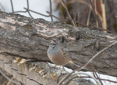 Emberiza godlewskii