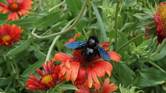 Xylocopa violacea