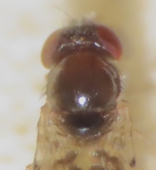 Mycodrosophila