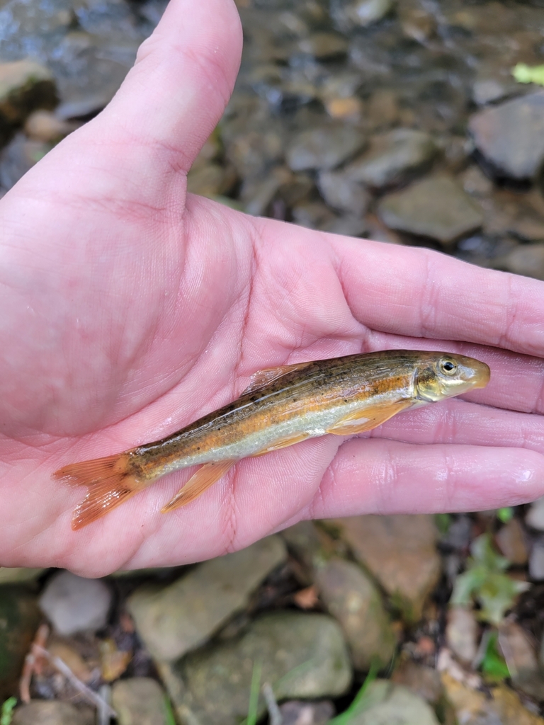 Torrent Sucker from Gap Mills, WV 24941, USA on August 2, 2022 at 01:13 ...