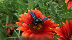 Xylocopa violacea