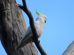 Cacatua galerita