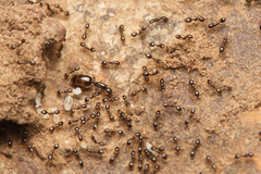 Monomorium