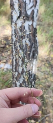 Agrostis capillaris