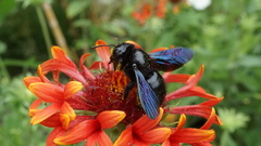 Xylocopa violacea